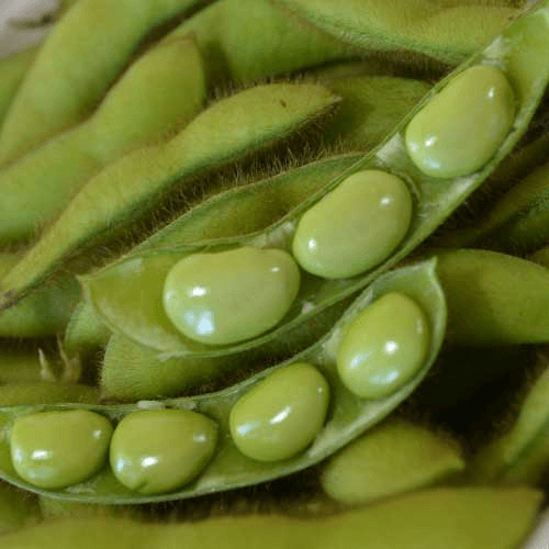 1468C-fiskeby-soybean.png